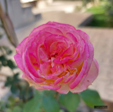 Gül