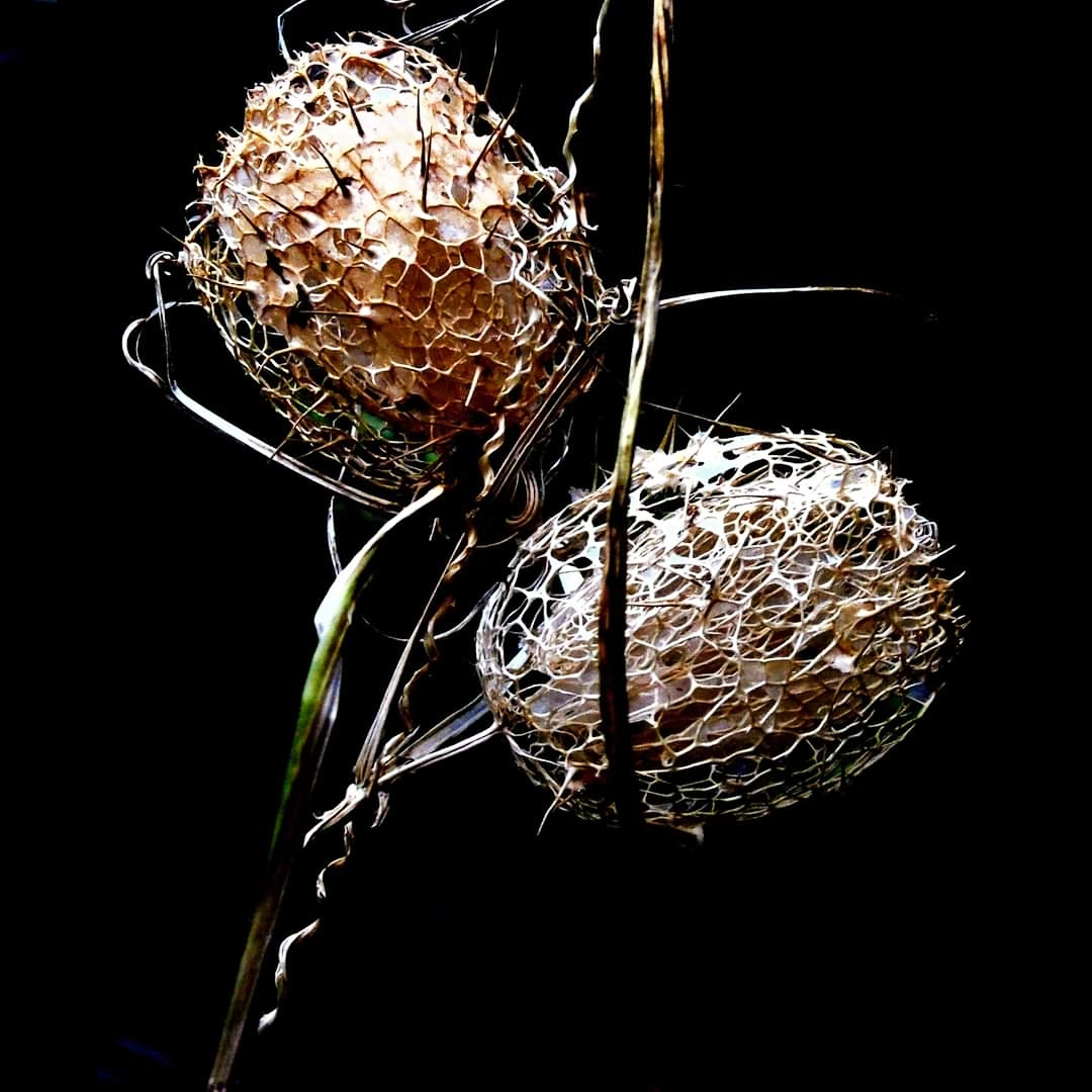 DRY PHYSALIS