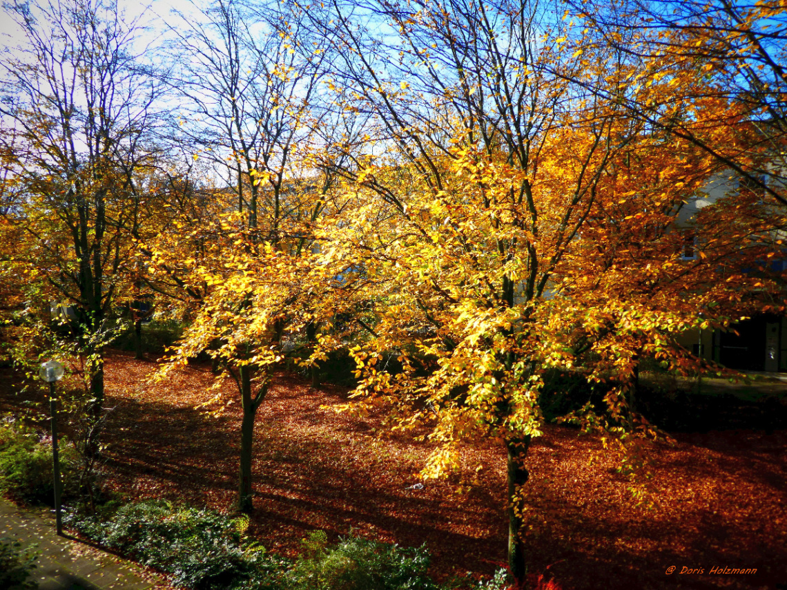 autumn colors 