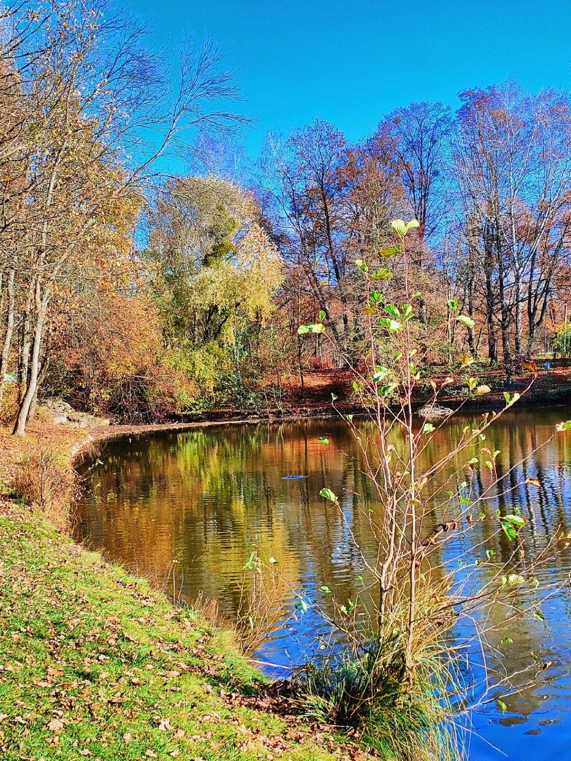AT THE POND