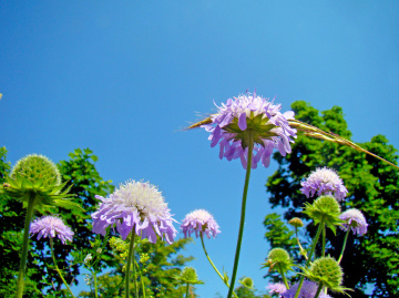 BLÜTEN