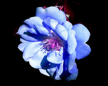 IN BLUE STYLE