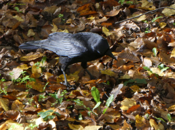 Raven on my doorstep