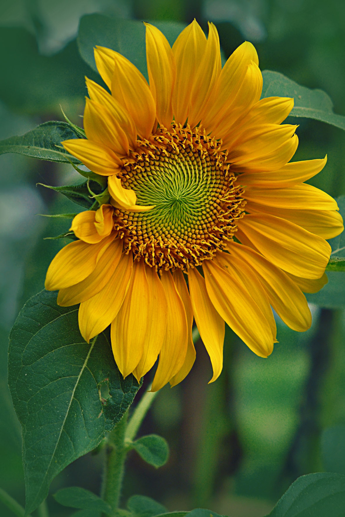 SUN FLOWER