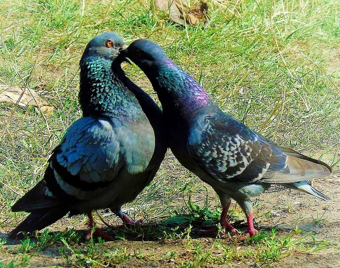 KISS ME QUICK AND I LOVE YOU