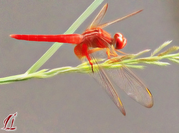 Gold on Wings ❤️⚜❤️