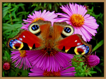 BLÜTE MIT BESUCH