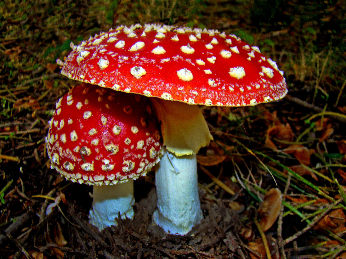 ROT