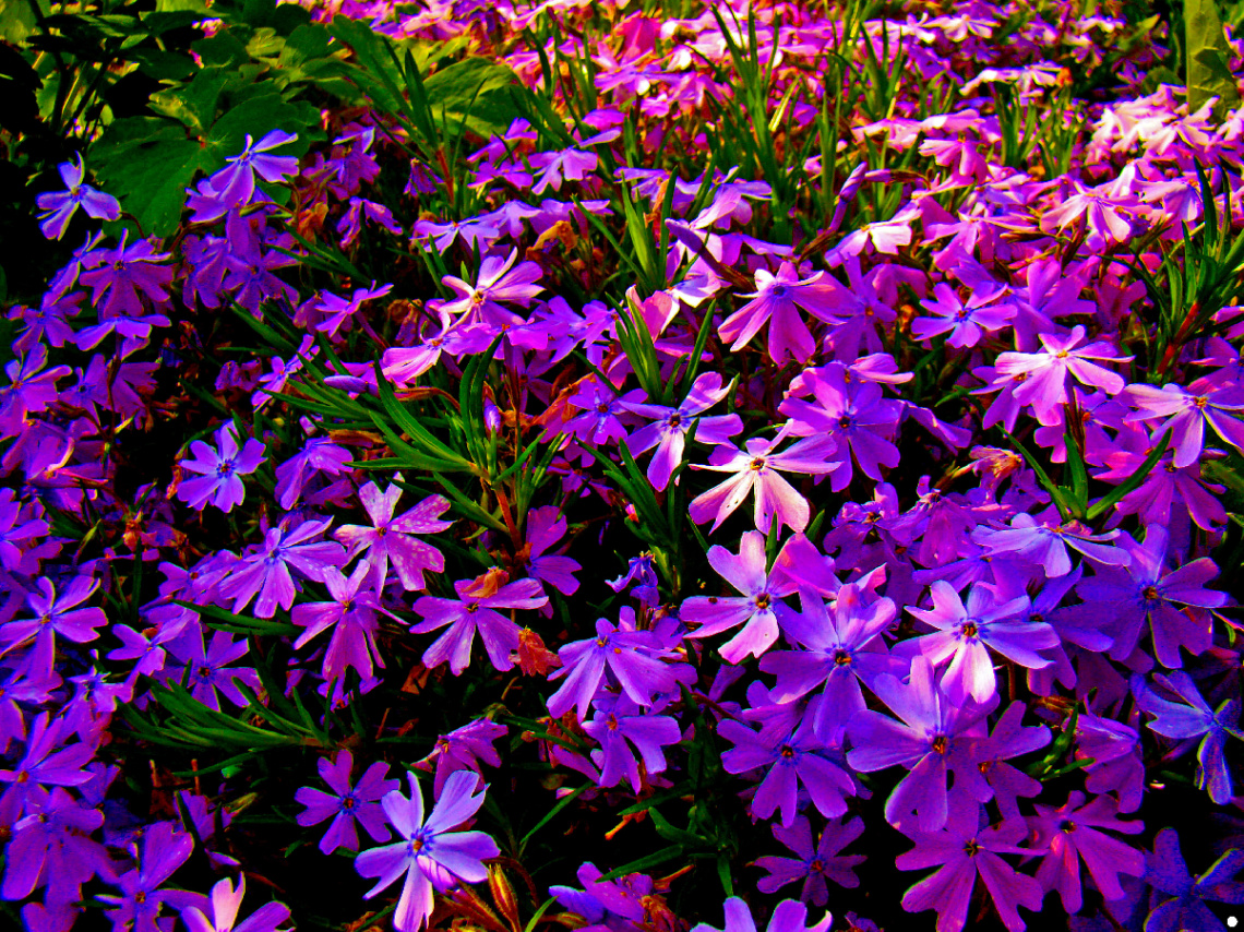 BLÜTEN