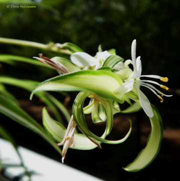 Green lily blossom