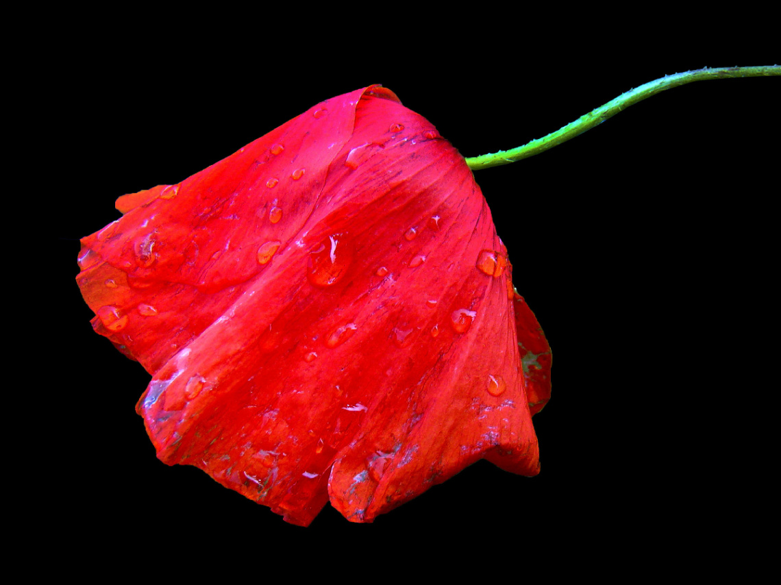 ROT