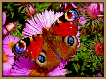 BLÜTEN MIT BESUCH