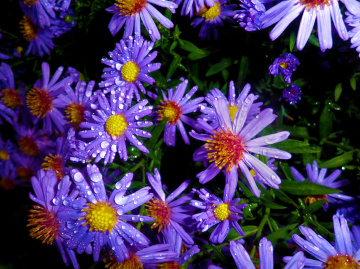 BLÜTEN