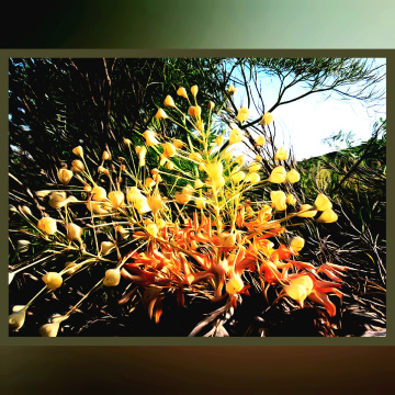 Our wild flora 