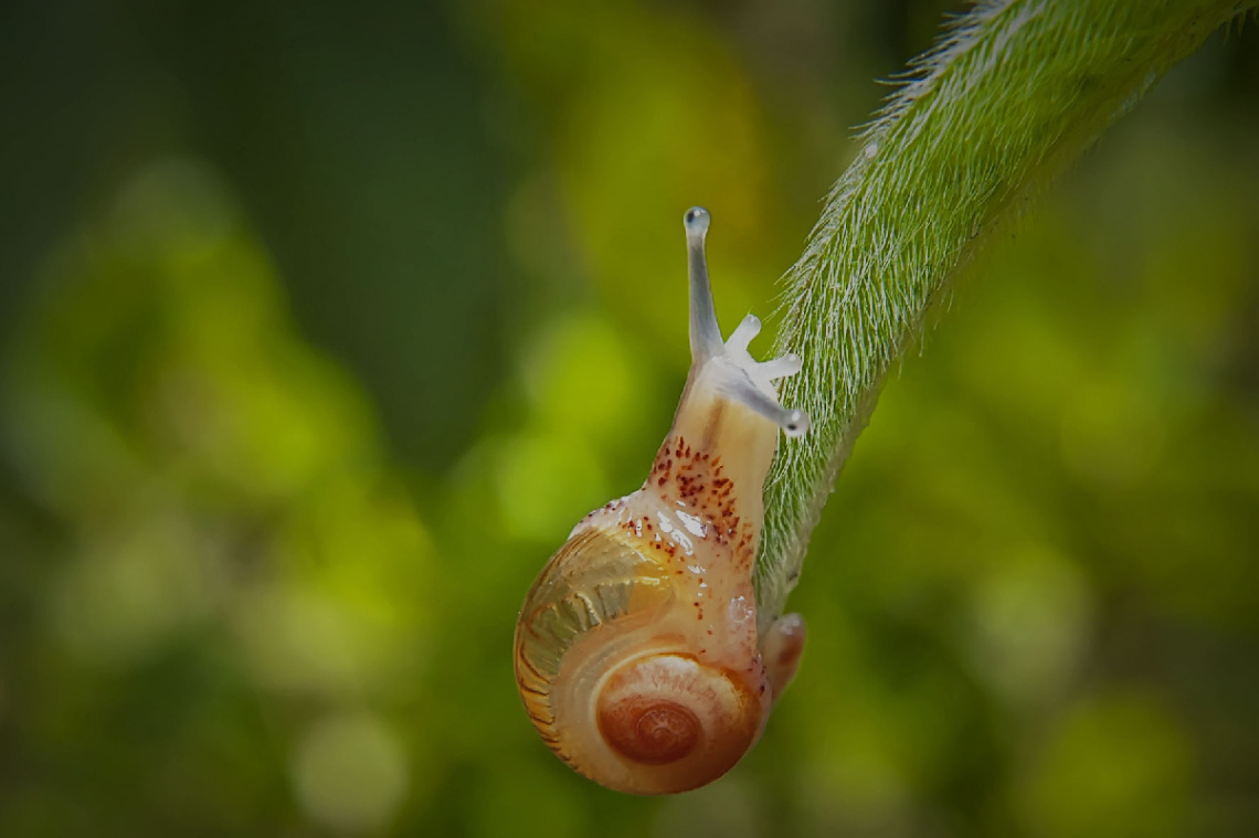 snail