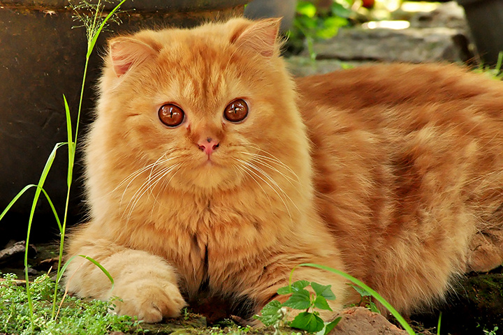 kucing tetangga