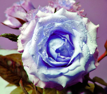 ROSE FOR YOU
