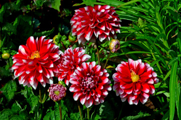 BLÜTEN
