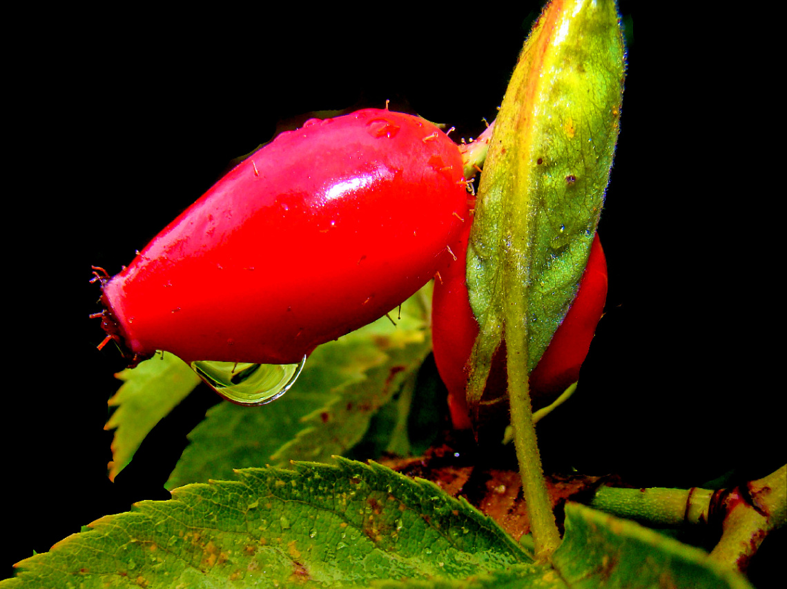 ROT