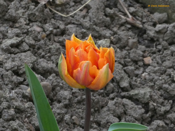 blossom