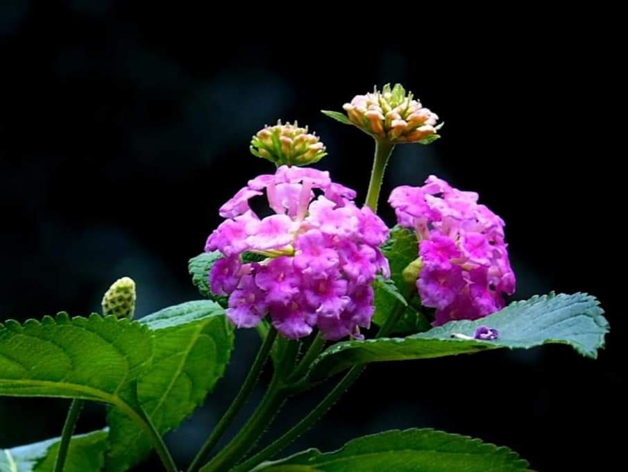 LANTANA