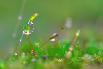 embun di batang lumut
