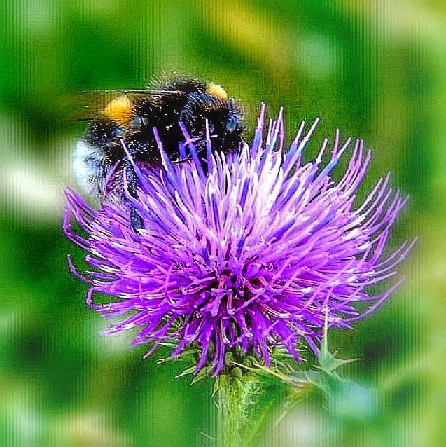 WHAT A BEAUTIFUL SMELL?