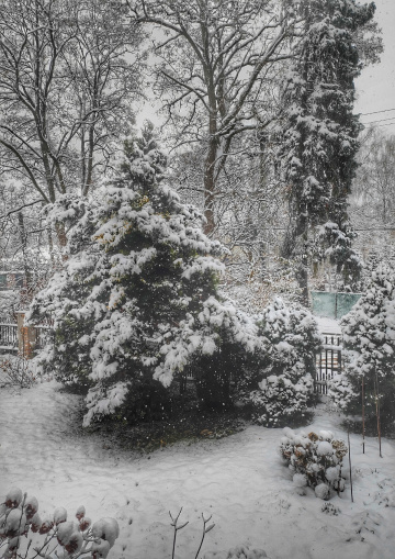 THE FIRST SNOW