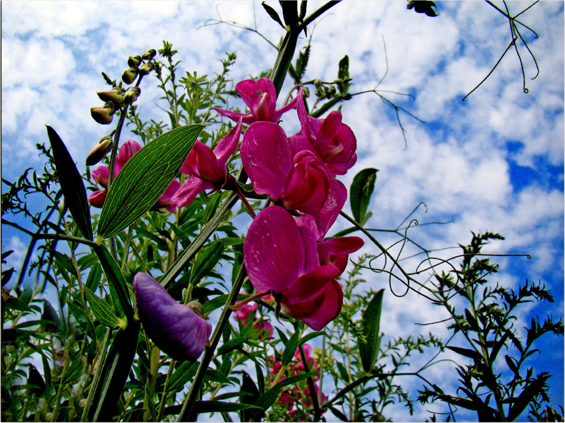 BLÜTEN