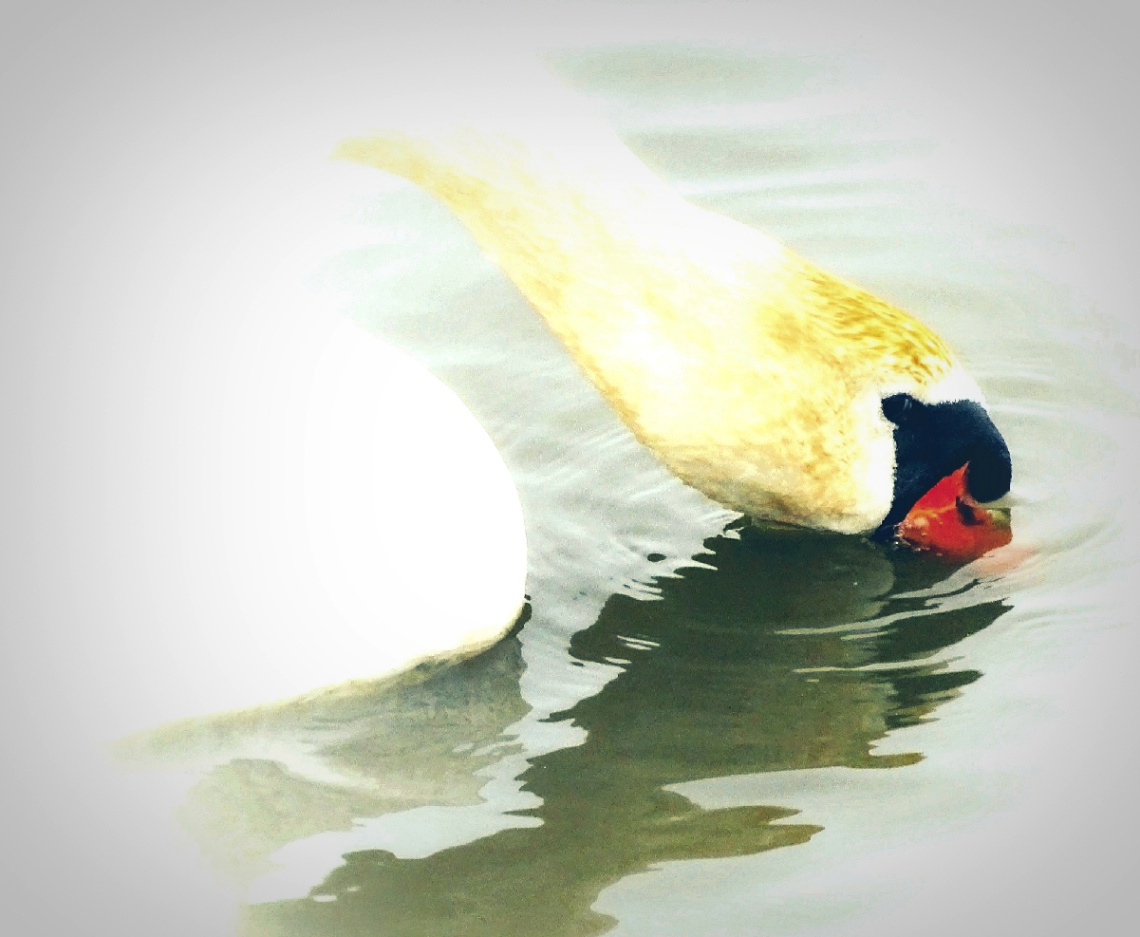 DRINKING SWAN