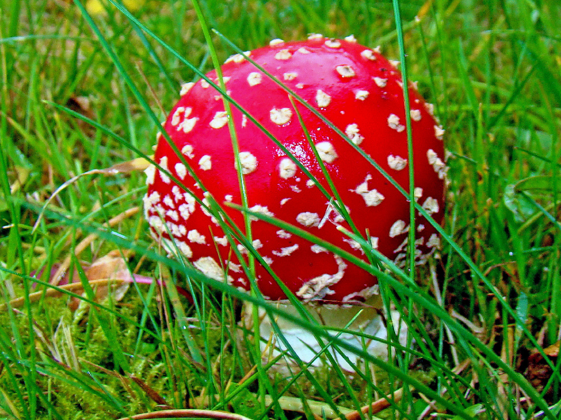 ROT