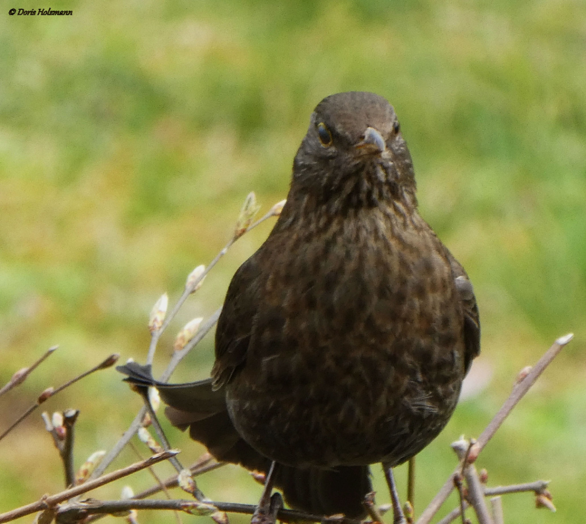 blackbird