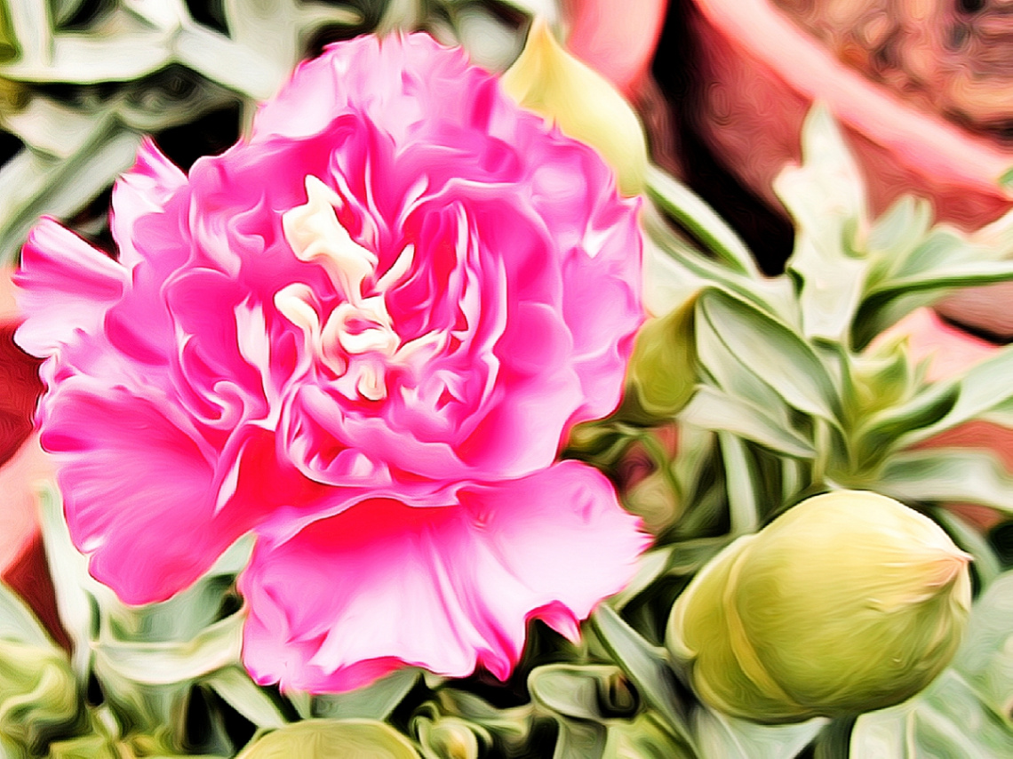 Carnation