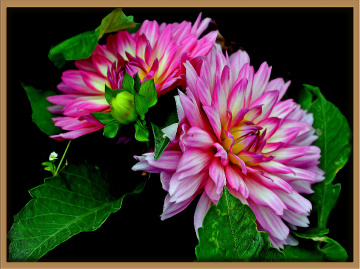 BLÜTEN