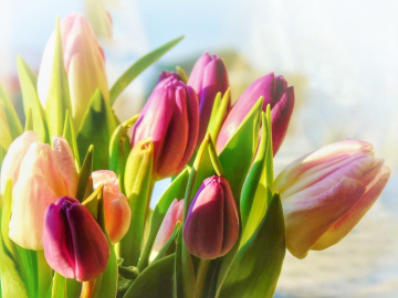 THE BUNCH OF TULIPS