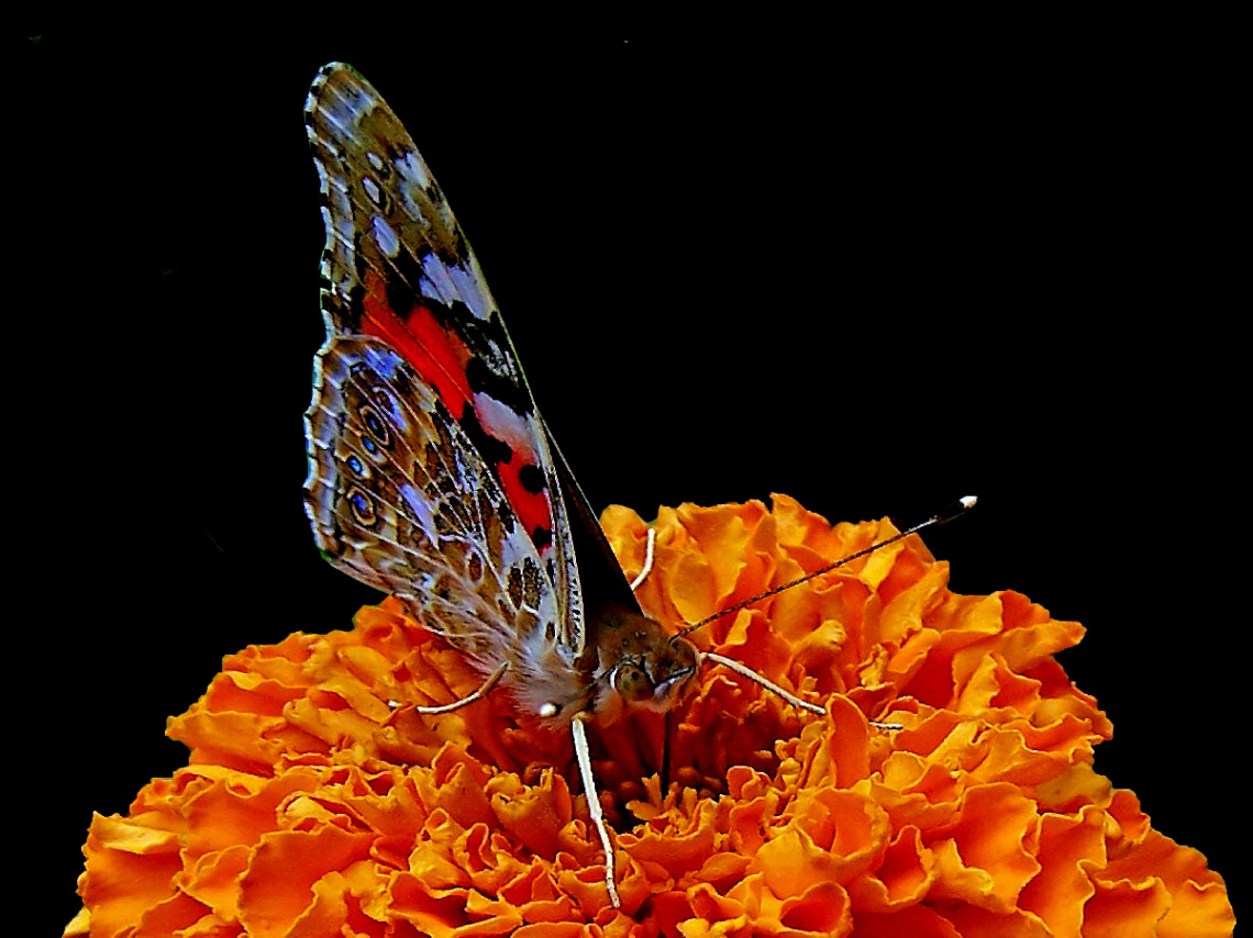 BLÜTEN MIT BESUCH
