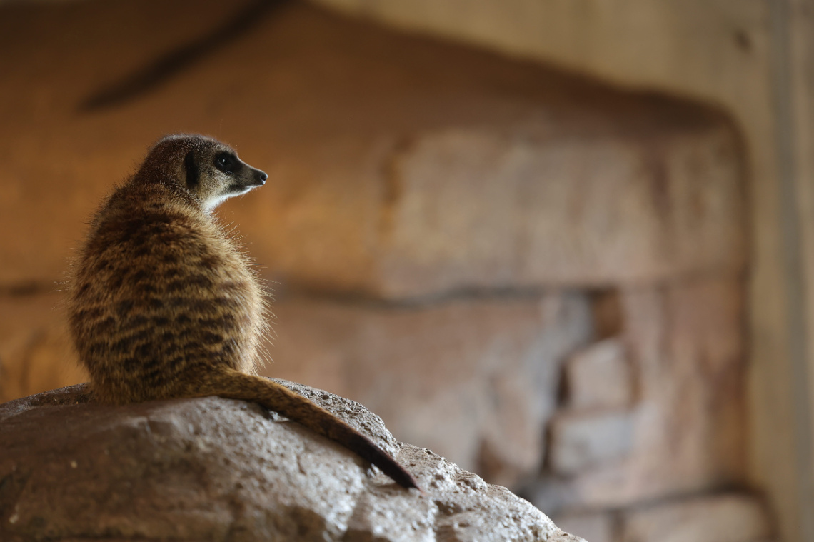 From Copenhagen Zoo 2022.