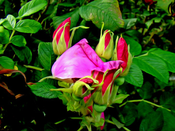 BLÜTEN