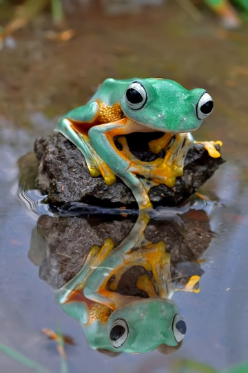 refleksi sang kodok