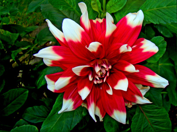 BLÜTE