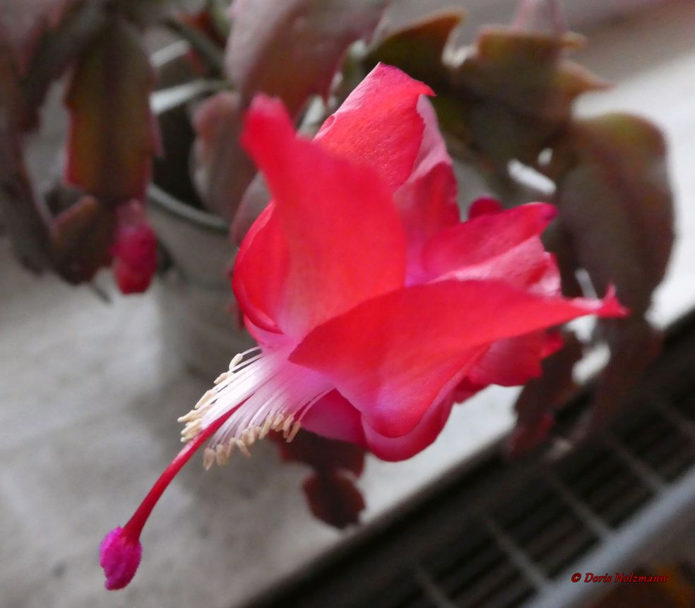 Blossom of the Christmas cactus