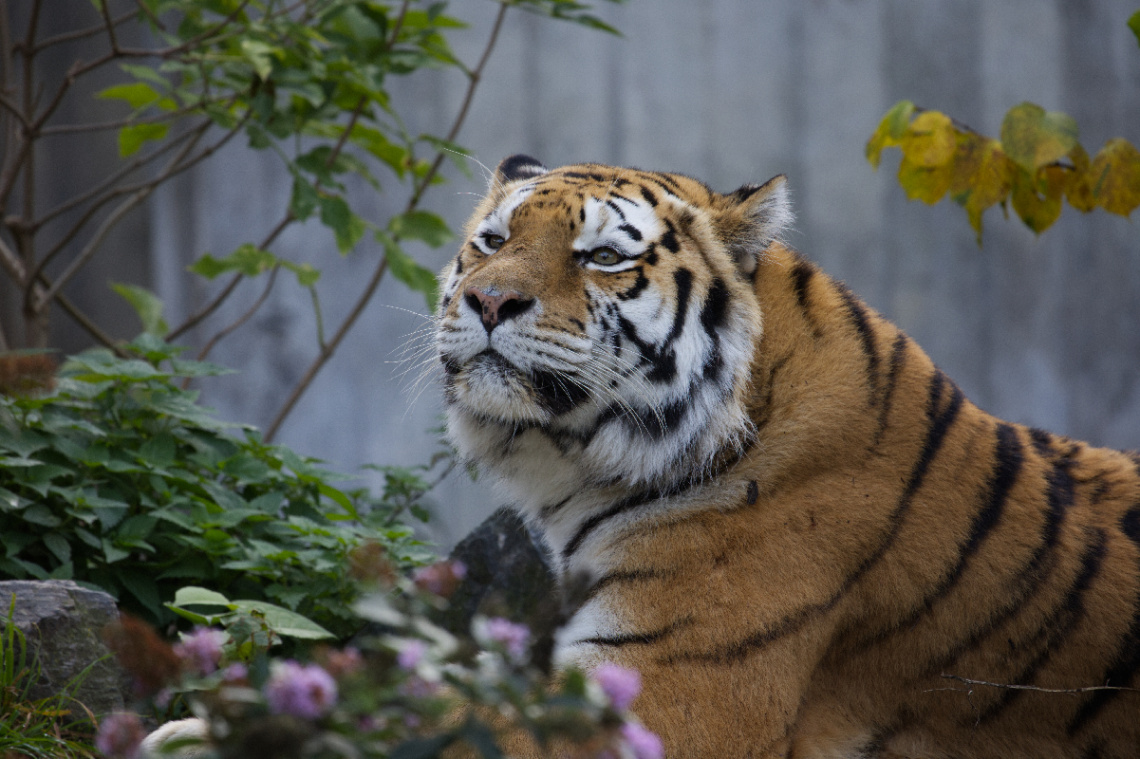 Amur Tiger