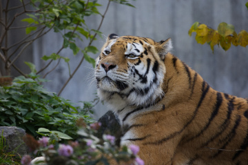 Amur Tiger