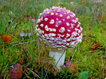 ROT
