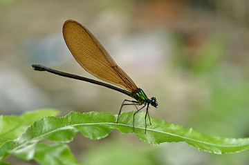 dragonfly