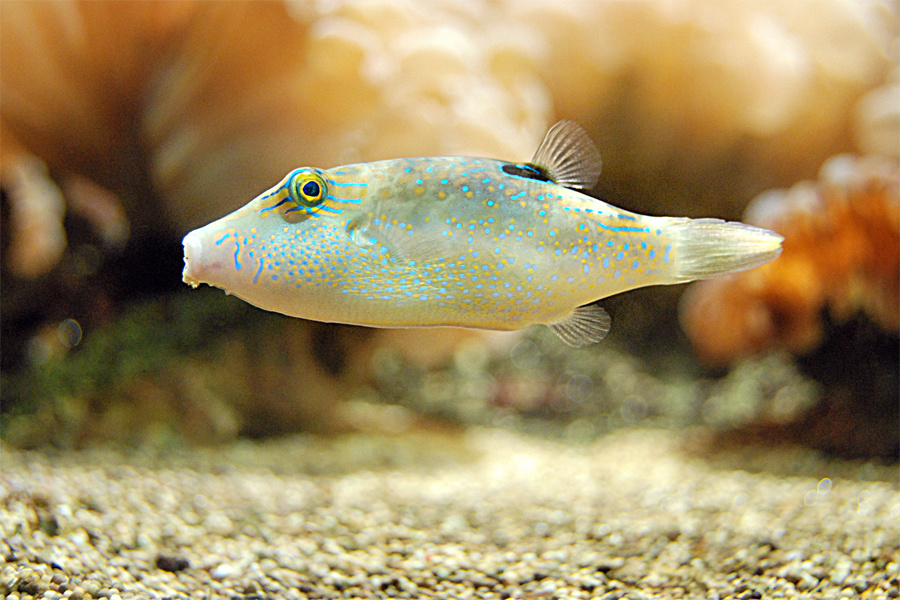ikan hias