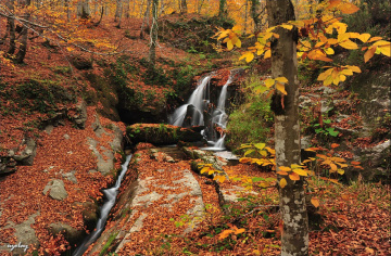 Sonbahar ve son yapraklar...