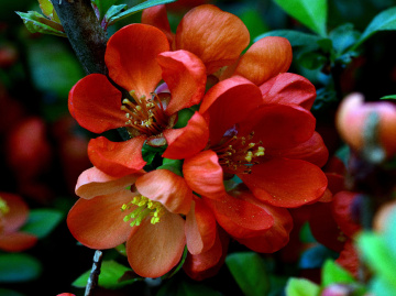 BLÜTEN