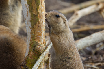 Zoo - København - Oktober  2022.