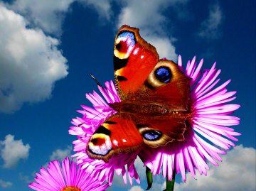 BLÜTEN MIT BESUCH